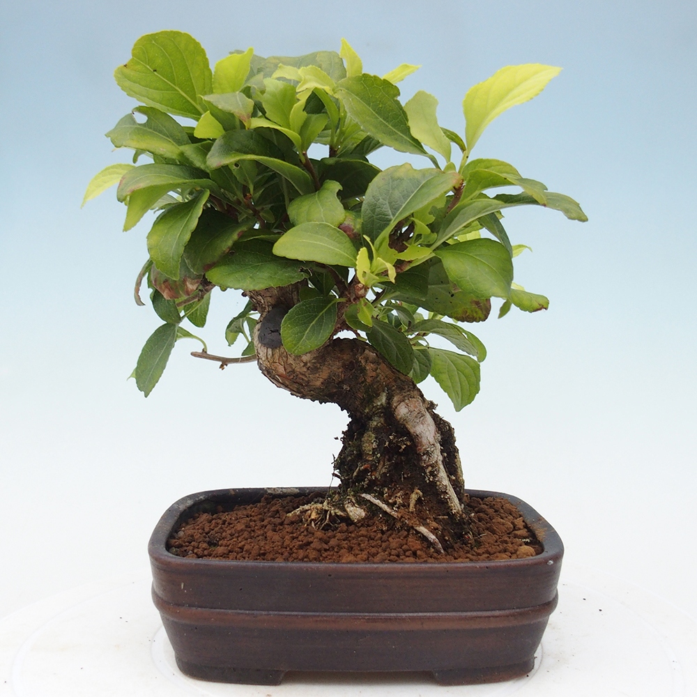Bonsai na zewnątrz - Celastrus Jesenec