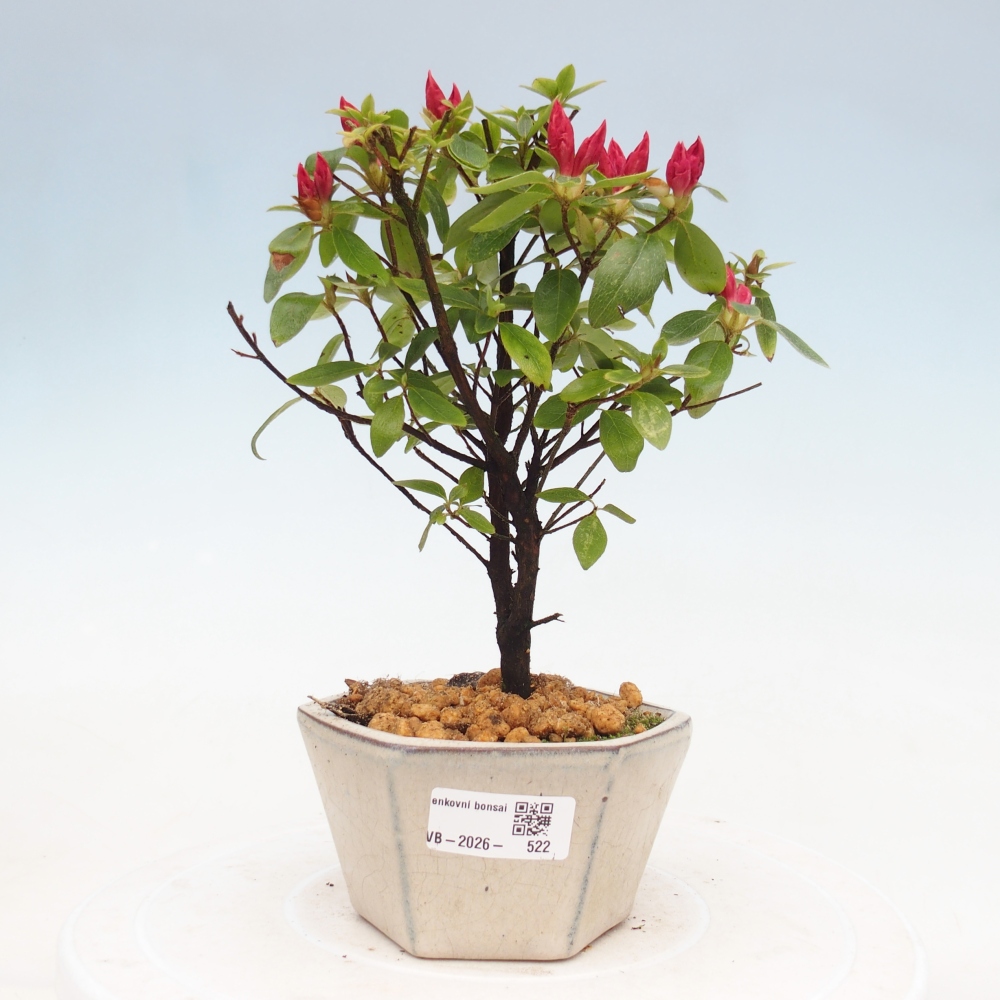Outdoor bonsai - Azalia japońska - Azalea sp.