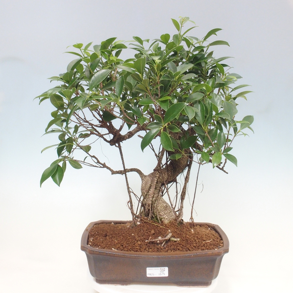 Kryty bonsai - Ficus kimmen - figowiec drobnolistny