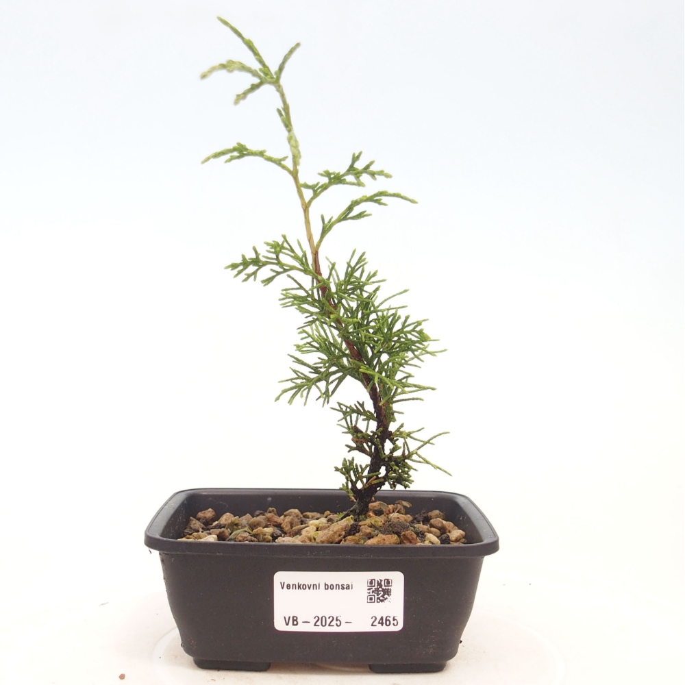 Outdoor bonsai - Juniperus chinensis Itoigawa - Jałowiec chiński