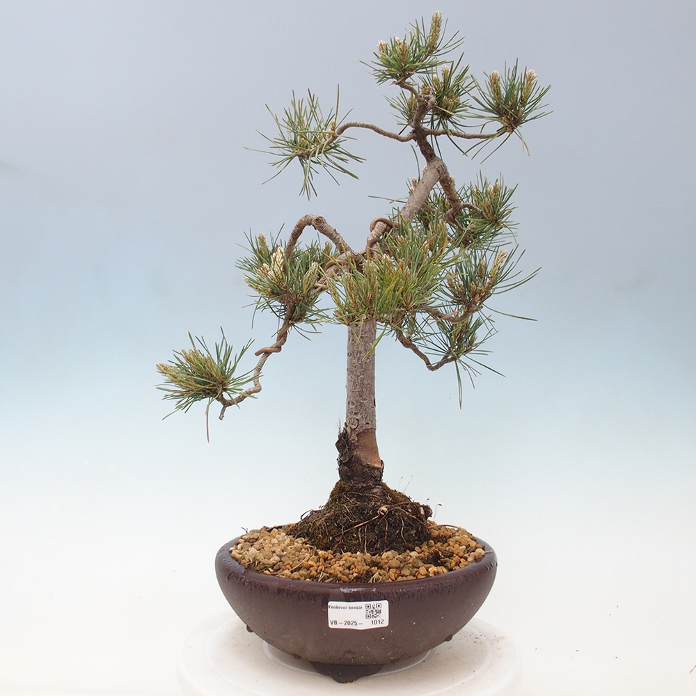Outdoor bonsai - Pinus Sylvestris - sosna zwyczajna