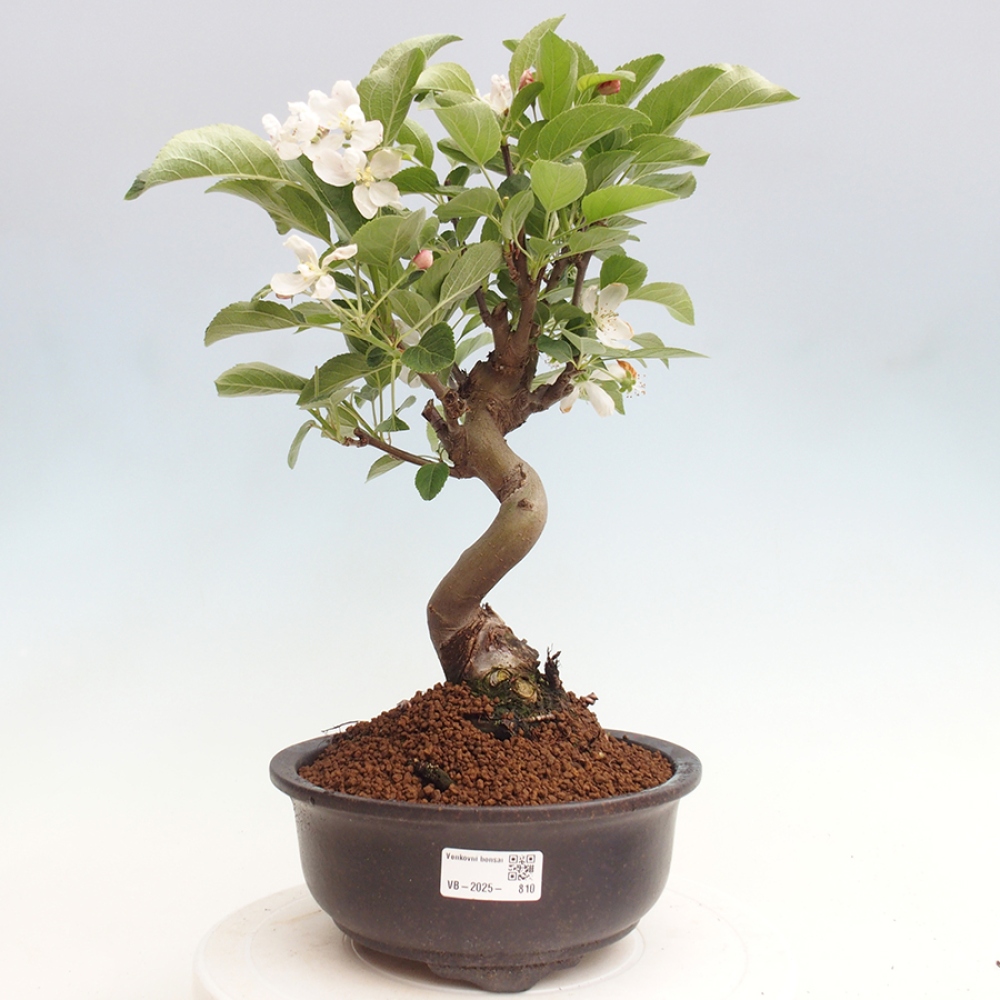 Bonsai plenerowe - Malus Halliana - Jabłoń drobnoowocowa