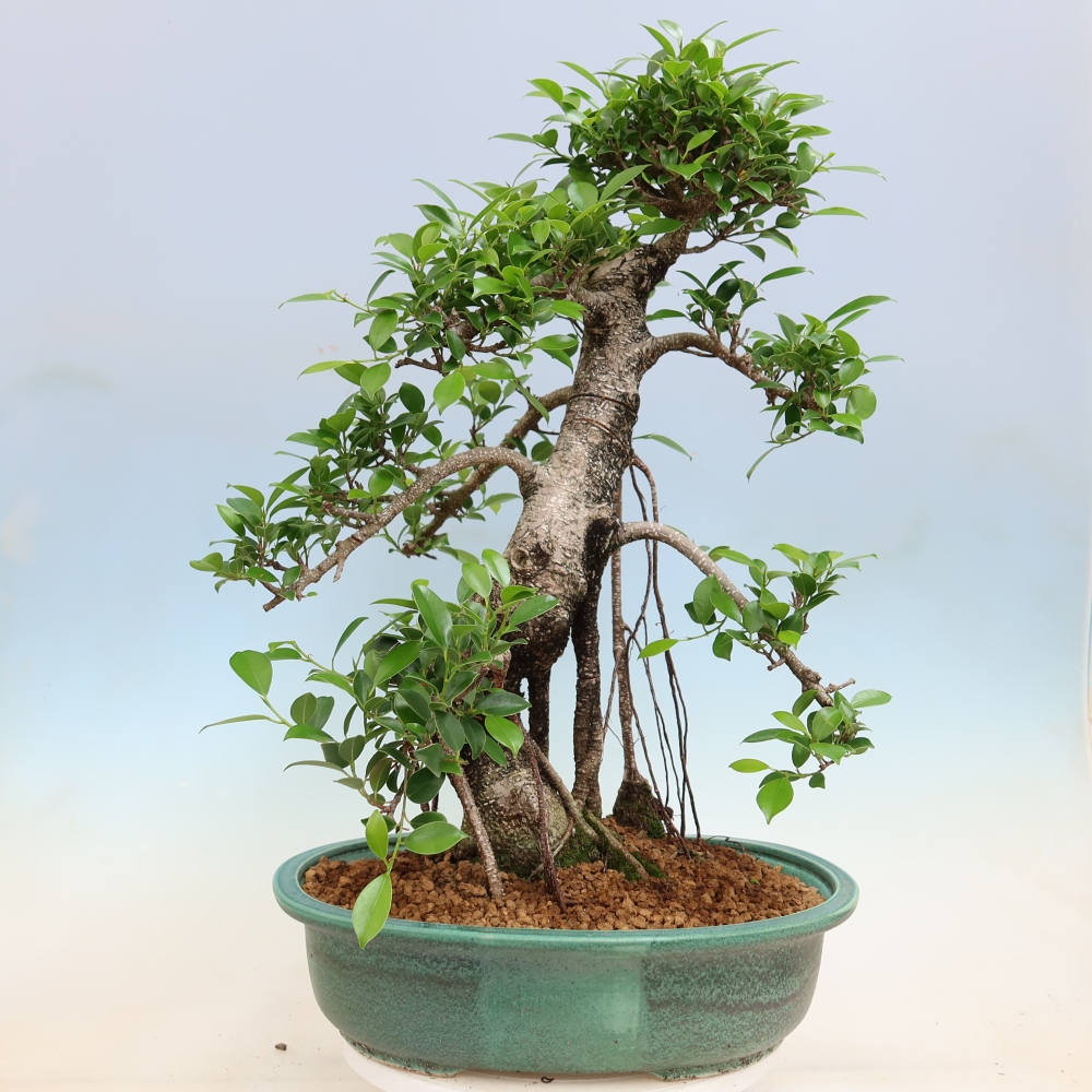 Pokój bonsai - Ficus kimmen - figowiec drobnolistny