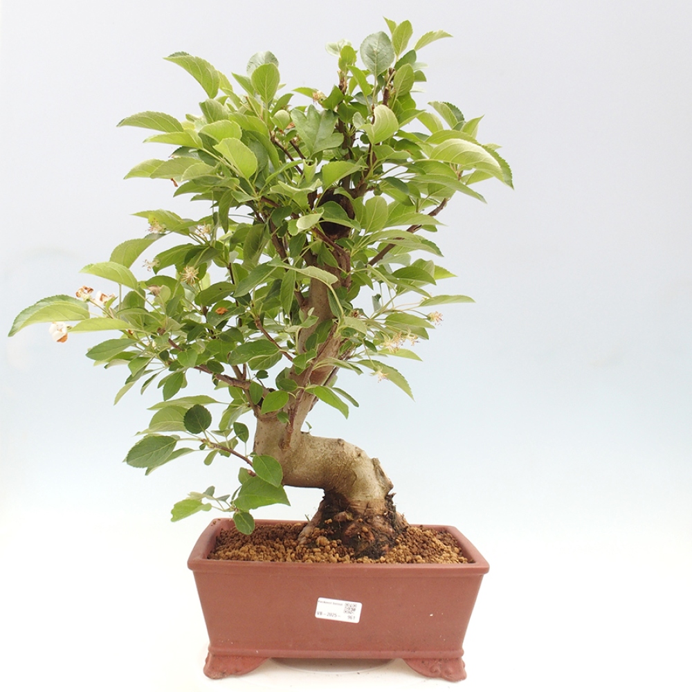 Bonsai plenerowe - Malus Halliana - Jabłoń drobnoowocowa