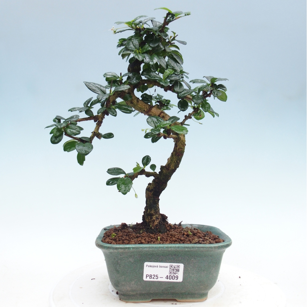 Bonsai pokojowe - Carmona macrophylla - Tea fuki