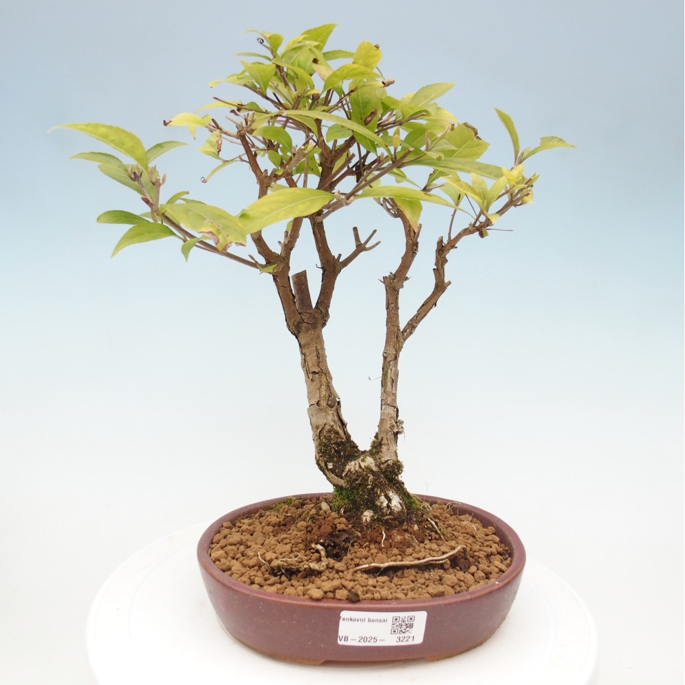 Outdoor bonsai - callicarpa jap Leucocarpa