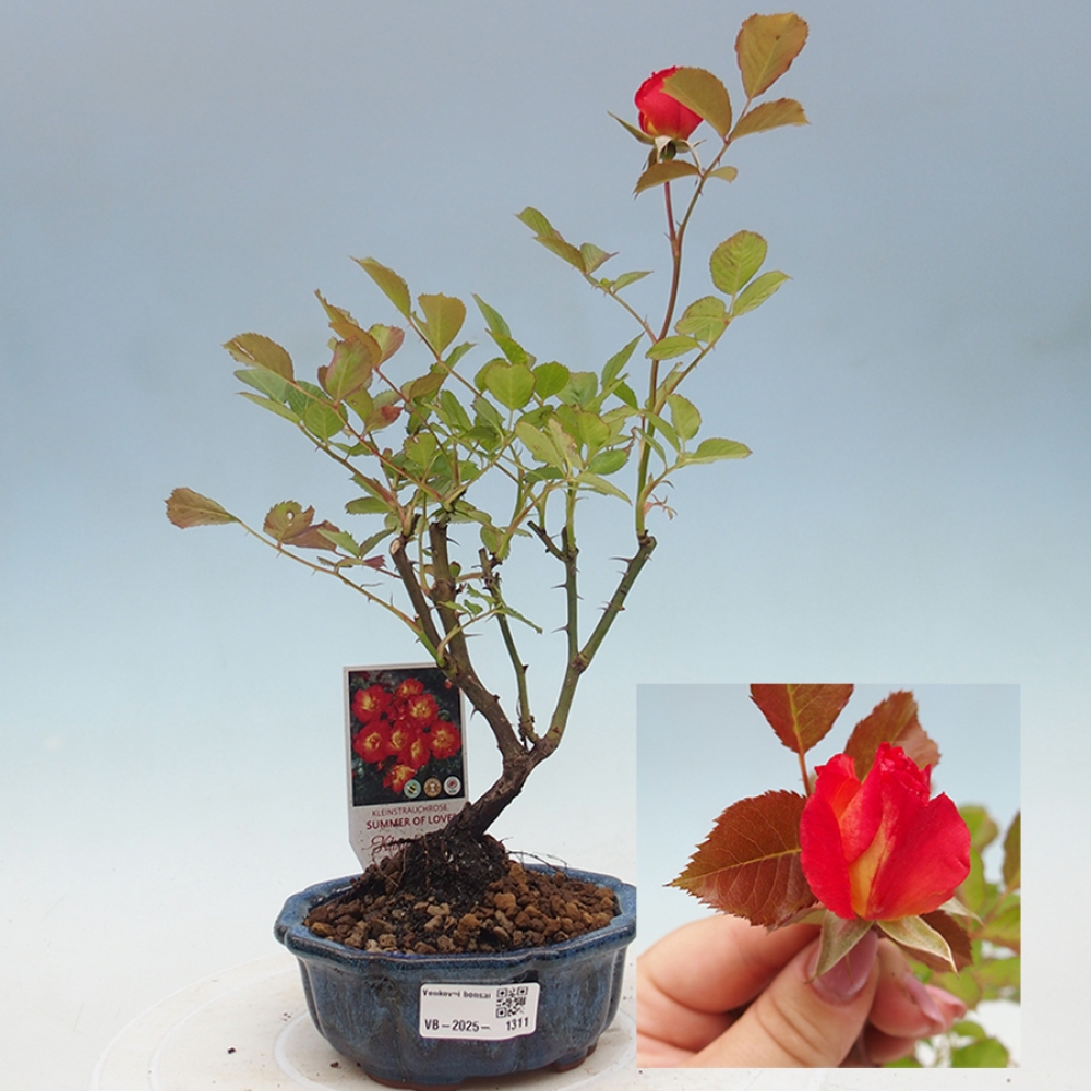 Bonsai na zewnątrz - Rosa Kordes - róża 