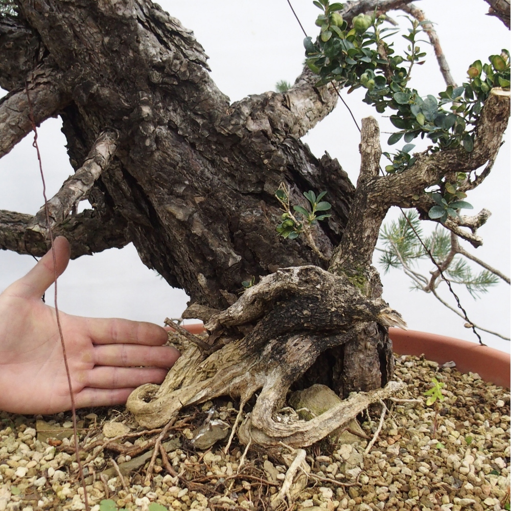 Yamadori - Pinus sylvestris Hiszpania