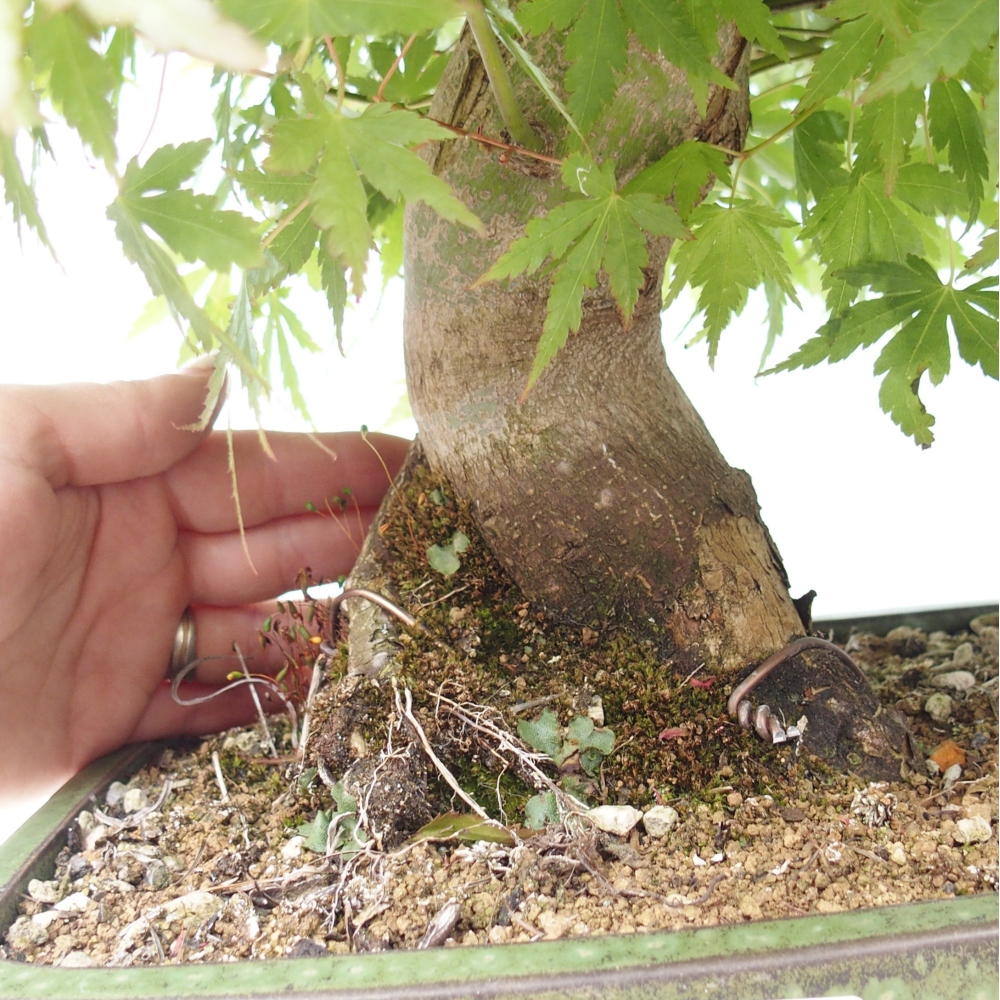 Bonsai zewnętrzne - Acer palmatum - TYLKO przygotowanie palety