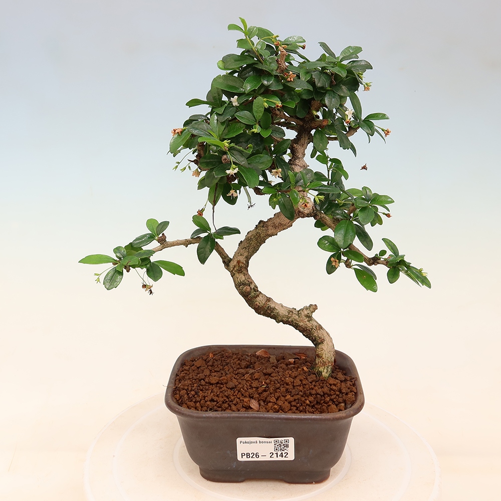 Bonsai pokojowe - Carmona macrophylla - Tea fuki