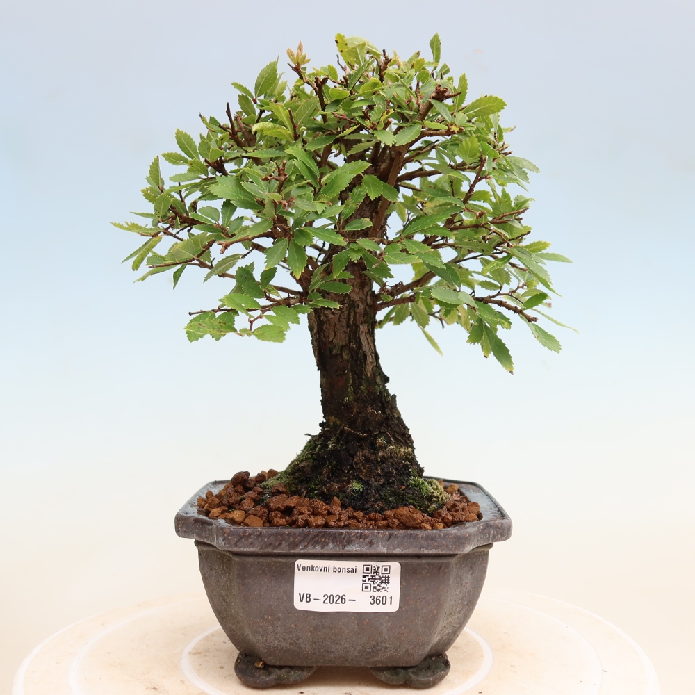 Bonsai zewnętrzne - Zelkova - Zelkova NIRE