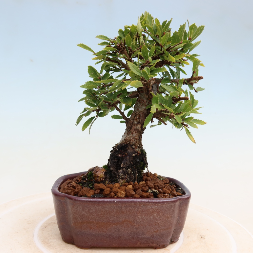 Bonsai zewnętrzne - Zelkova - Zelkova NIRE
