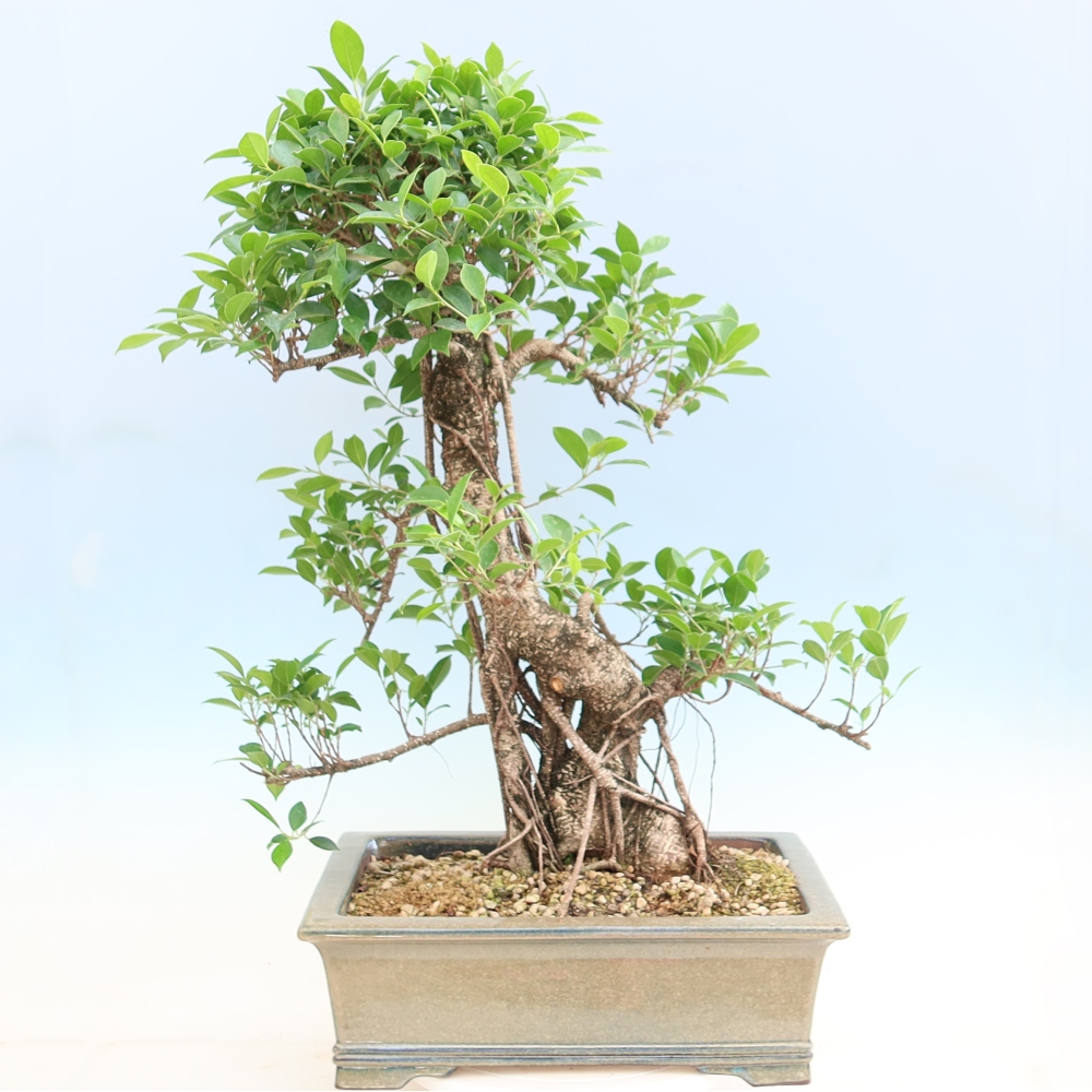 Pokój bonsai - Ficus kimmen - figowiec drobnolistny