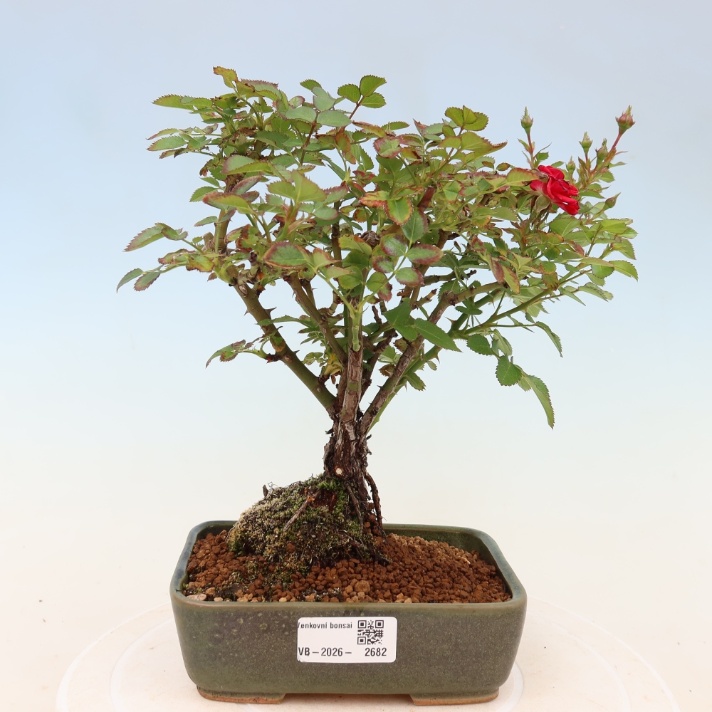 Bonsai ogrodowe – Rosa Kordes – róża