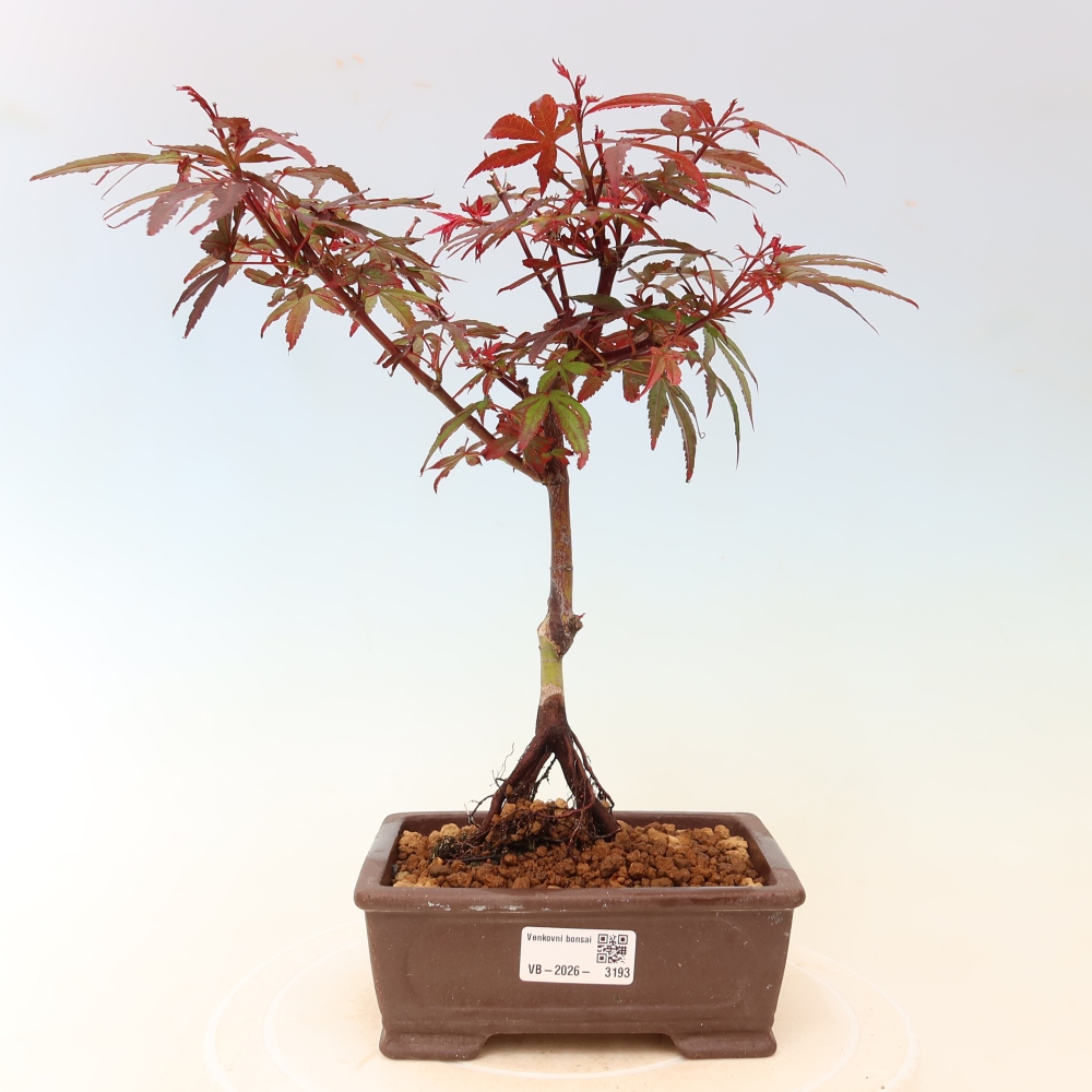 Bonsai ogrodowe – klon palmowy – Acer palmatum Berry Broom 
