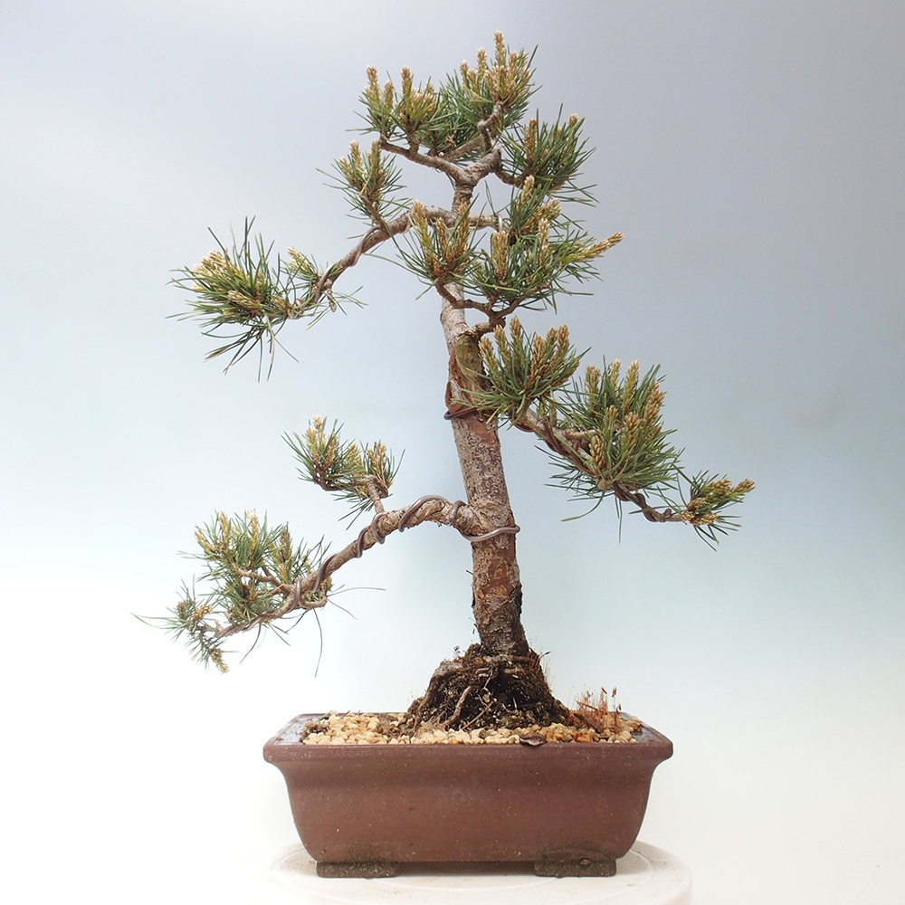 Outdoor bonsai - Pinus Sylvestris - sosna zwyczajna