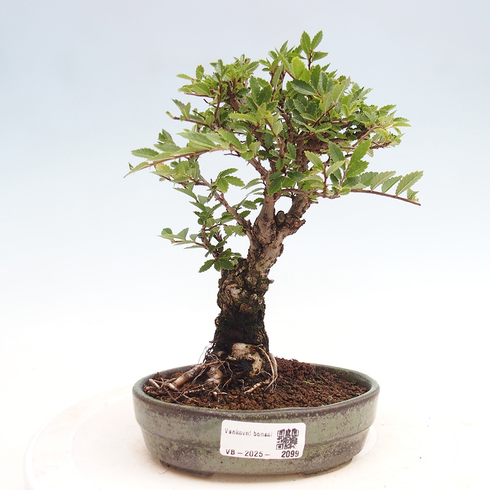 Outdoor bonsai - Zelkova - Zelkova NIRE