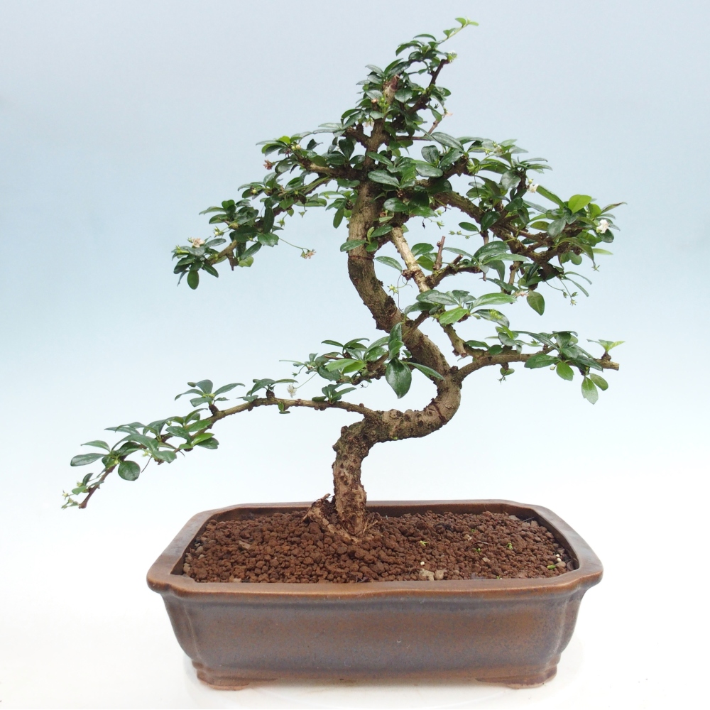 Bonsai pokojowe - Carmona macrophylla - Tea fuki