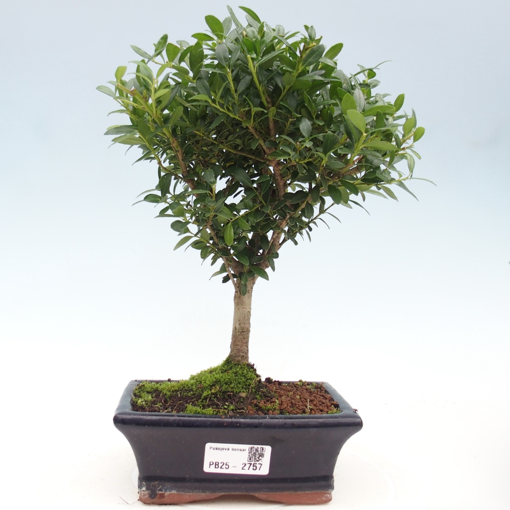 Kryty bonsai - Ilex crenata - Holly