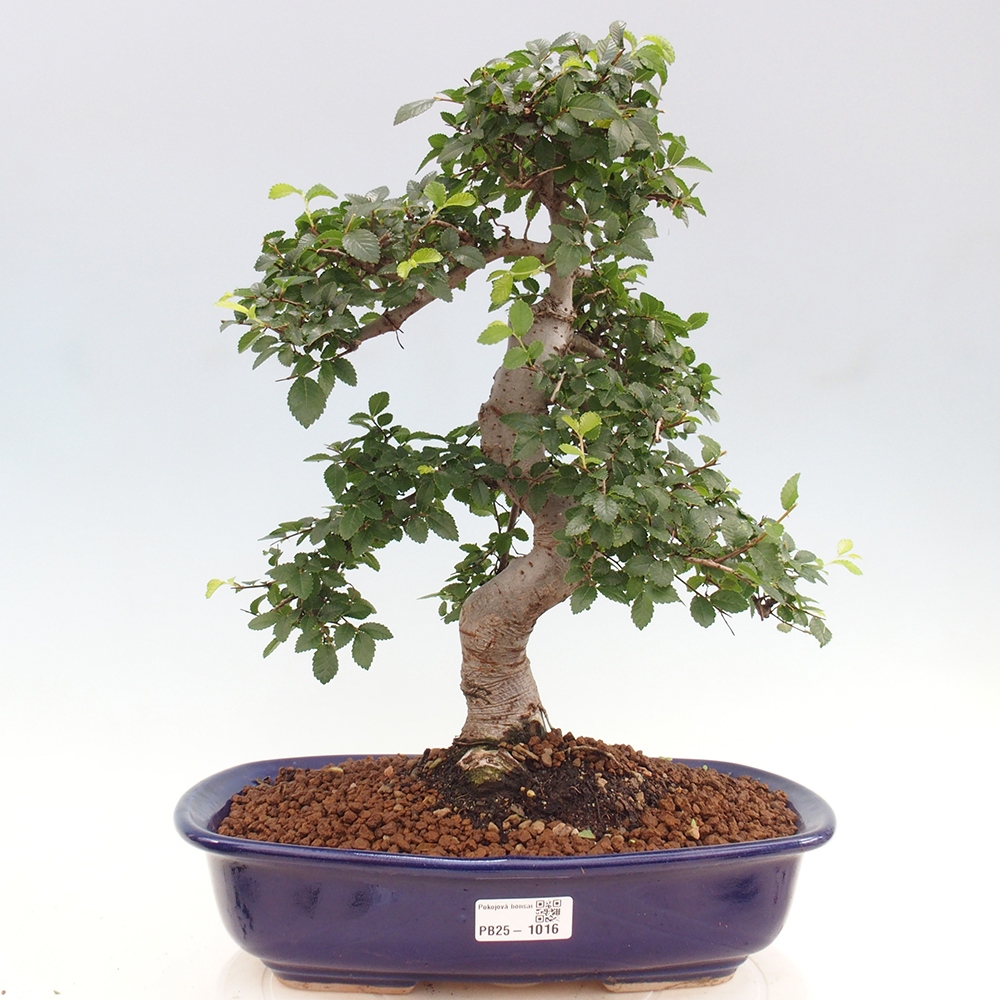 Bonsai wewnętrzne - Ulmus parvifolia - Wiąz drobnolistny