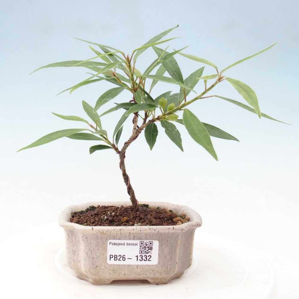 Pokój bonsai - Ficus nerifolia - figowiec drobnolistny