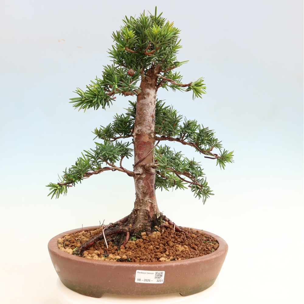 Bonsai ogrodowe – Taxus cuspidata  – cis japoński