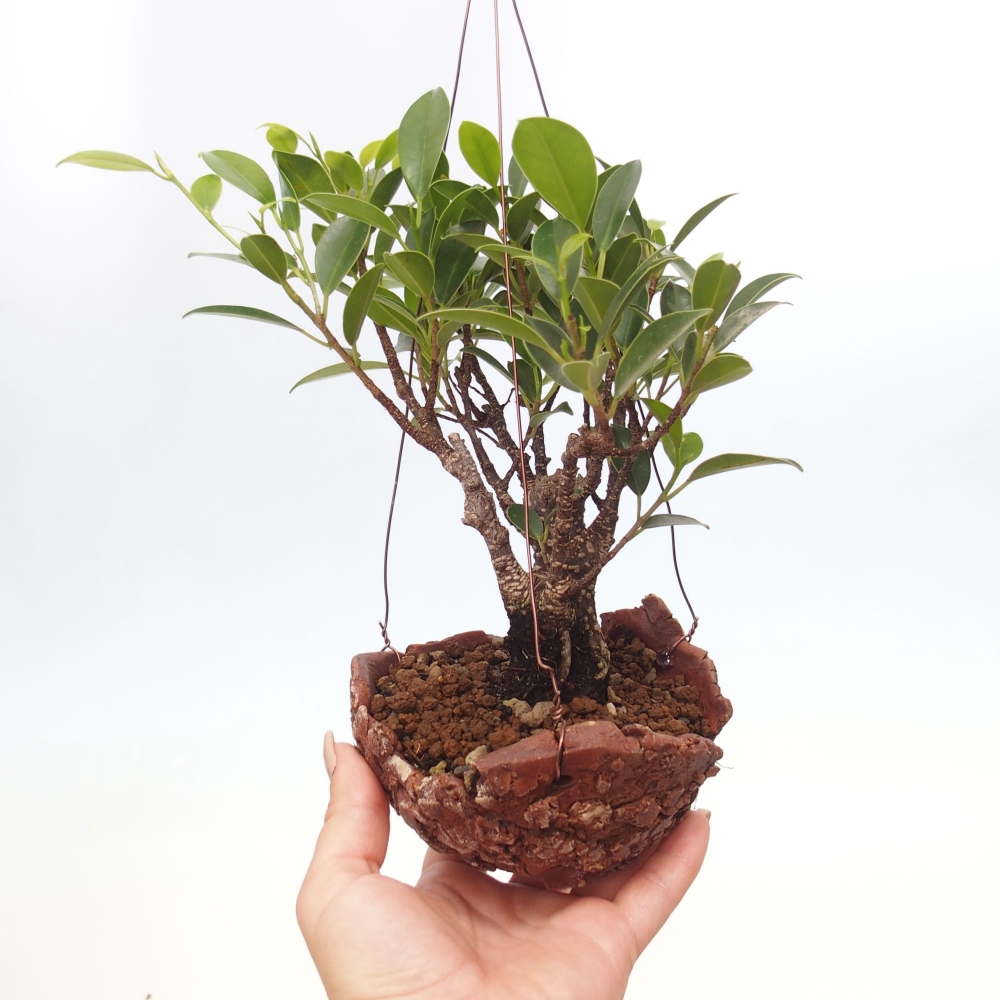 Kokedama w ceramice - figowiec drobnolistny - Ficus kimmen
