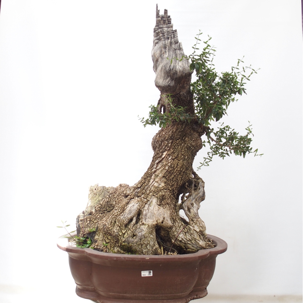 Kryte bonsai - Olea europaea sylvestris - Europejska oliwa z małych liści