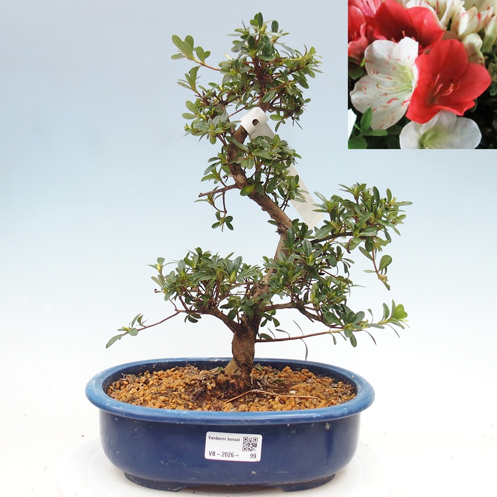 Bonsai zewnętrzne - Azalia japońska - Azalia Asahi-no-izumi