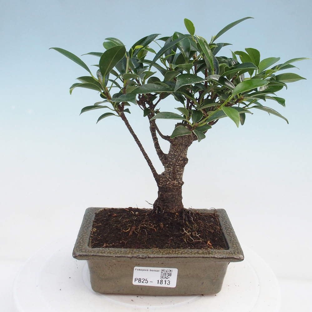 Bonsai wewnętrzne - Ficus retusa - figowiec drobnolistny