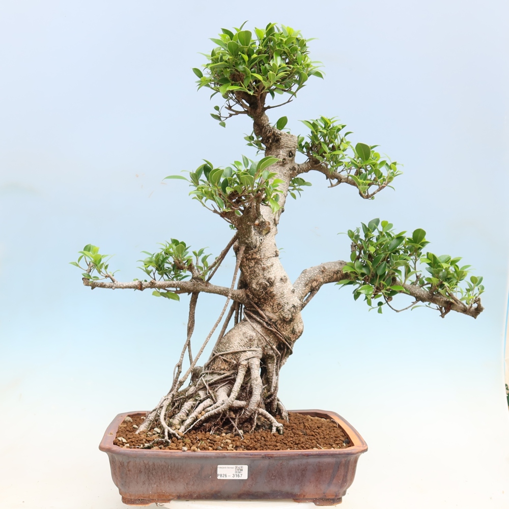 Pokój bonsai - Ficus kimmen - figowiec drobnolistny