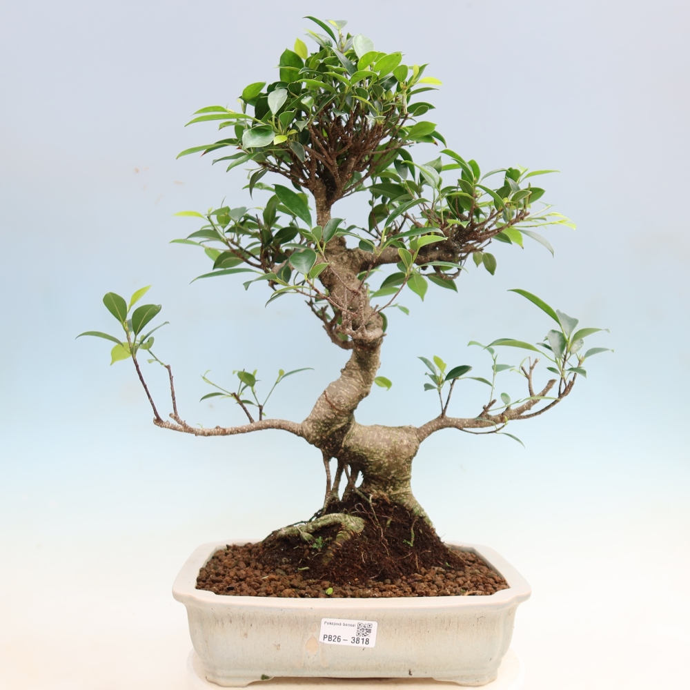Pokój bonsai - Ficus kimmen - figowiec drobnolistny