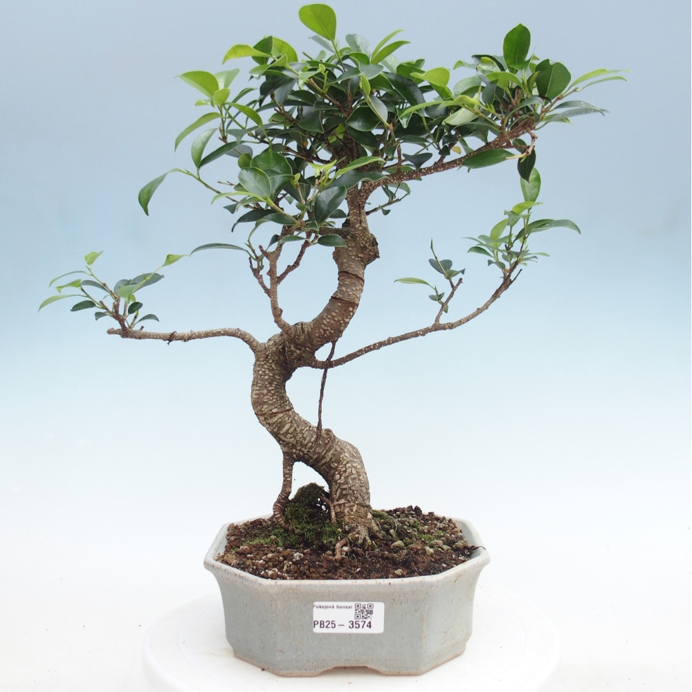 Pokój bonsai - Ficus retusa - figowiec drobnolistny