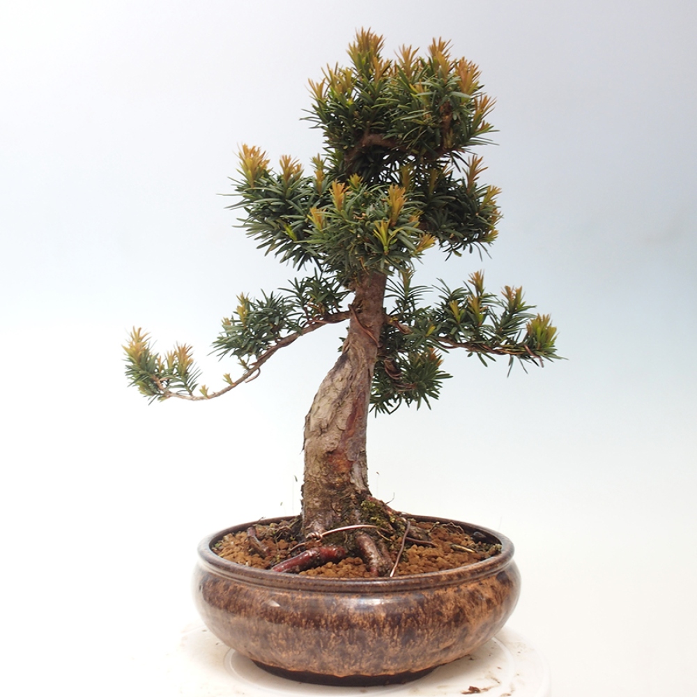 Bonsai na zewnątrz - Taxus cuspidata - cis japoński