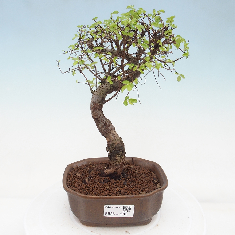 Pokój bonsai - Ulmus parvifolia - Wiąz drobnolistny