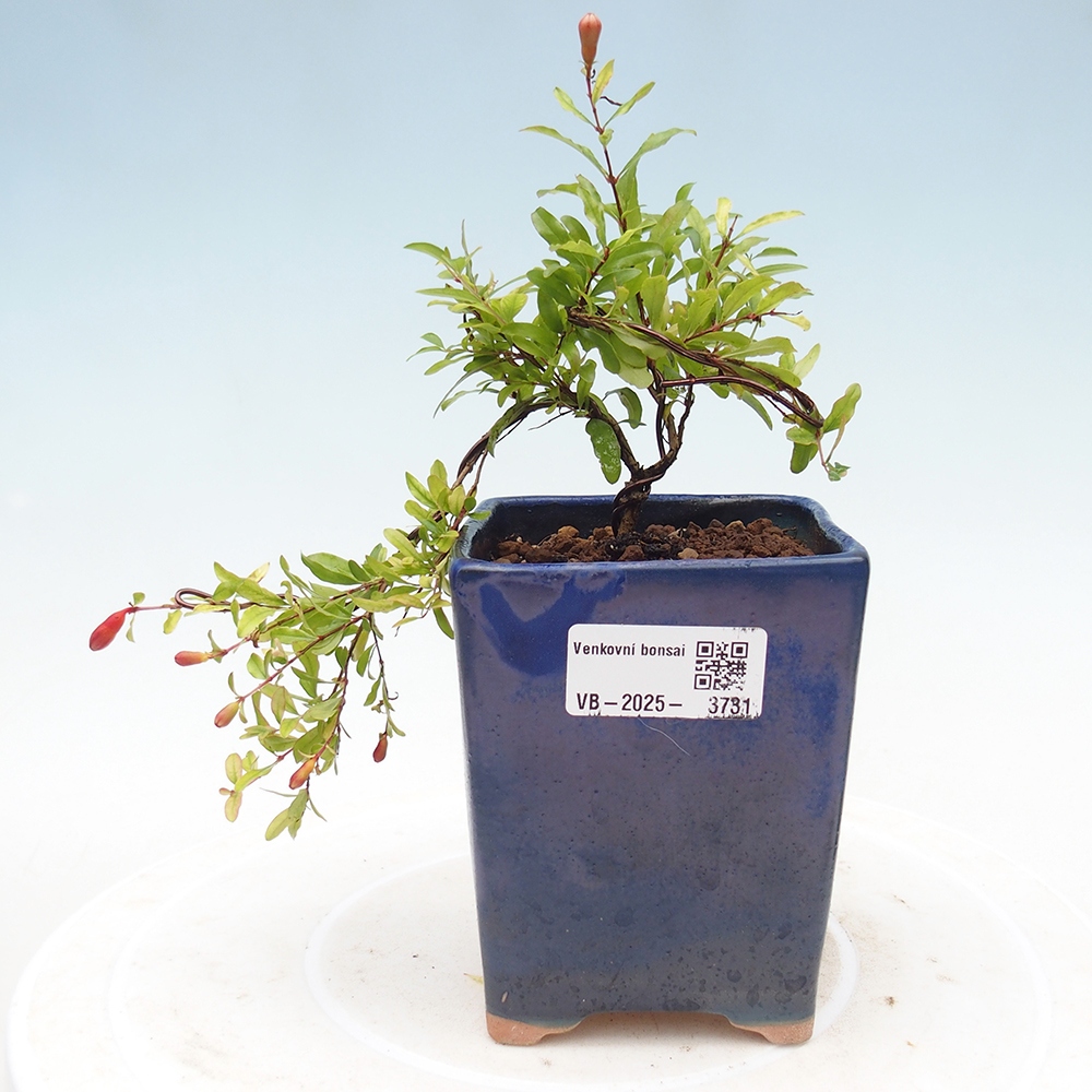 Pokój bonsai-Punica granatum nana-Granat