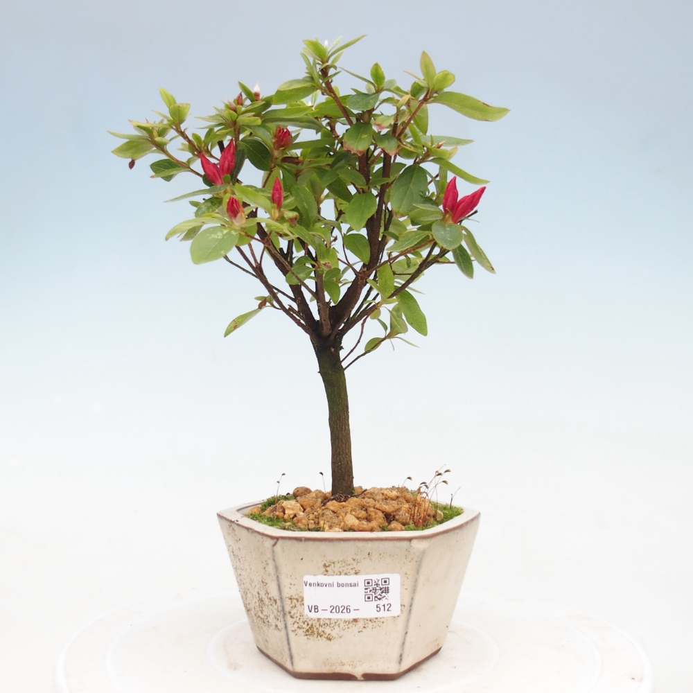 Outdoor bonsai - Azalia japońska - Azalea sp.