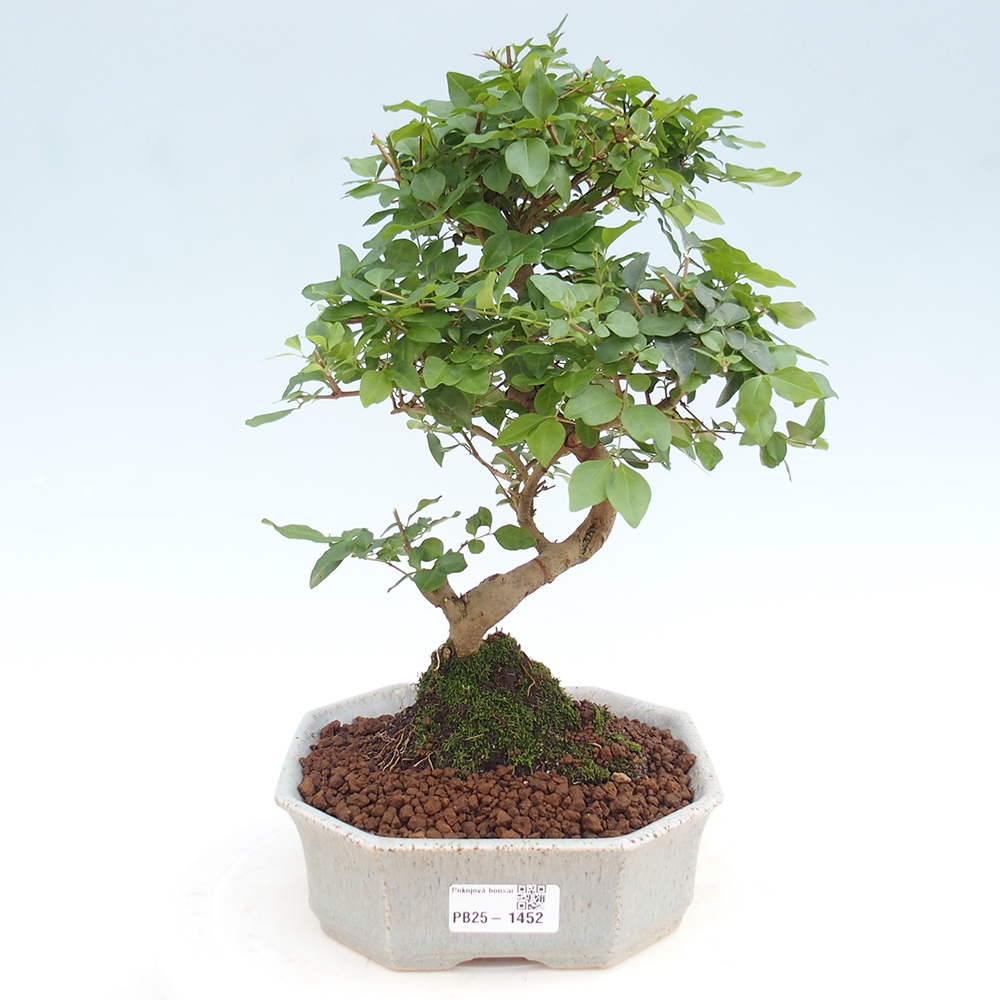 Indoor bonsai -Ligustrum chinensis - dziób ptaka