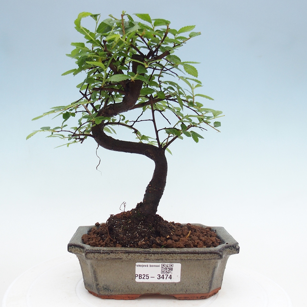 Pokój bonsai - Ulmus parvifolia - Wiąz drobnolistny