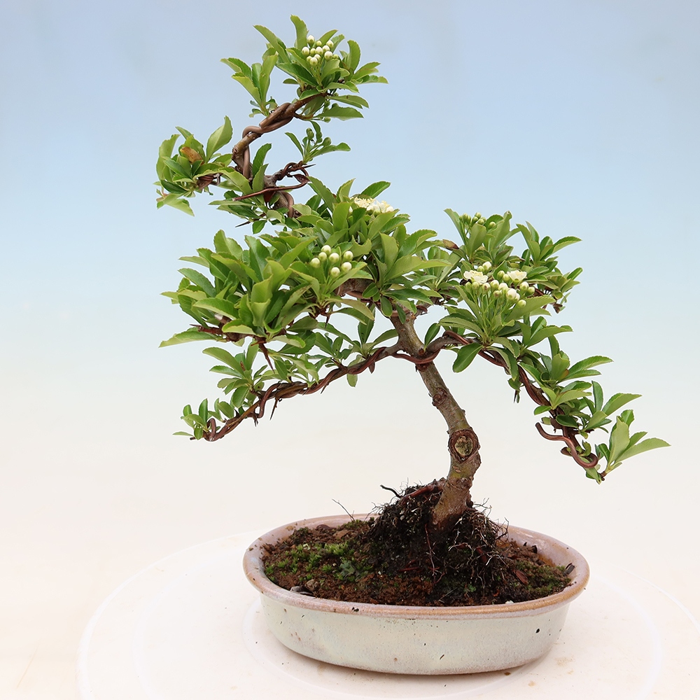 Bonsai ogrodowe – Pyracantha teton – ognik szkarłatny