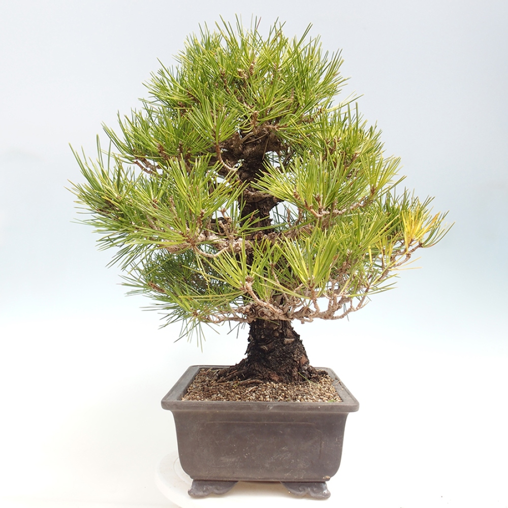 Outdoor bonsai - Pinus thunbergii - sosna Thunberga