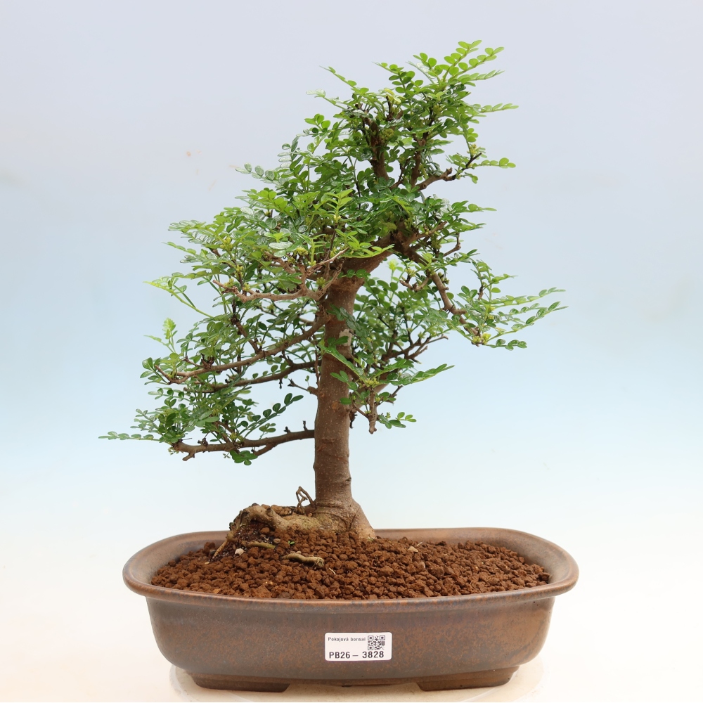 Pokój bonsai - Zantoxylum piperitum - drzewo pieprzowe