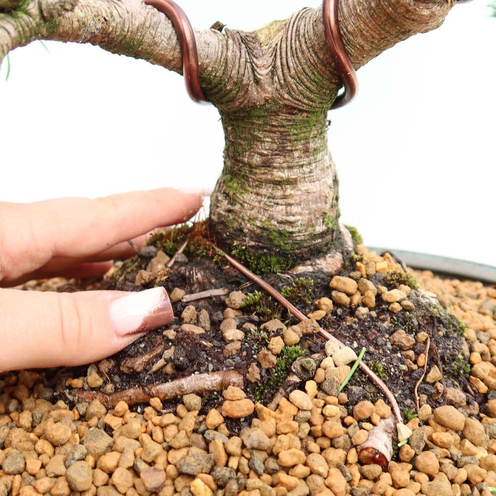 Bonsai ogrodowe – Pinus mugo Humpy – sosna karłowata