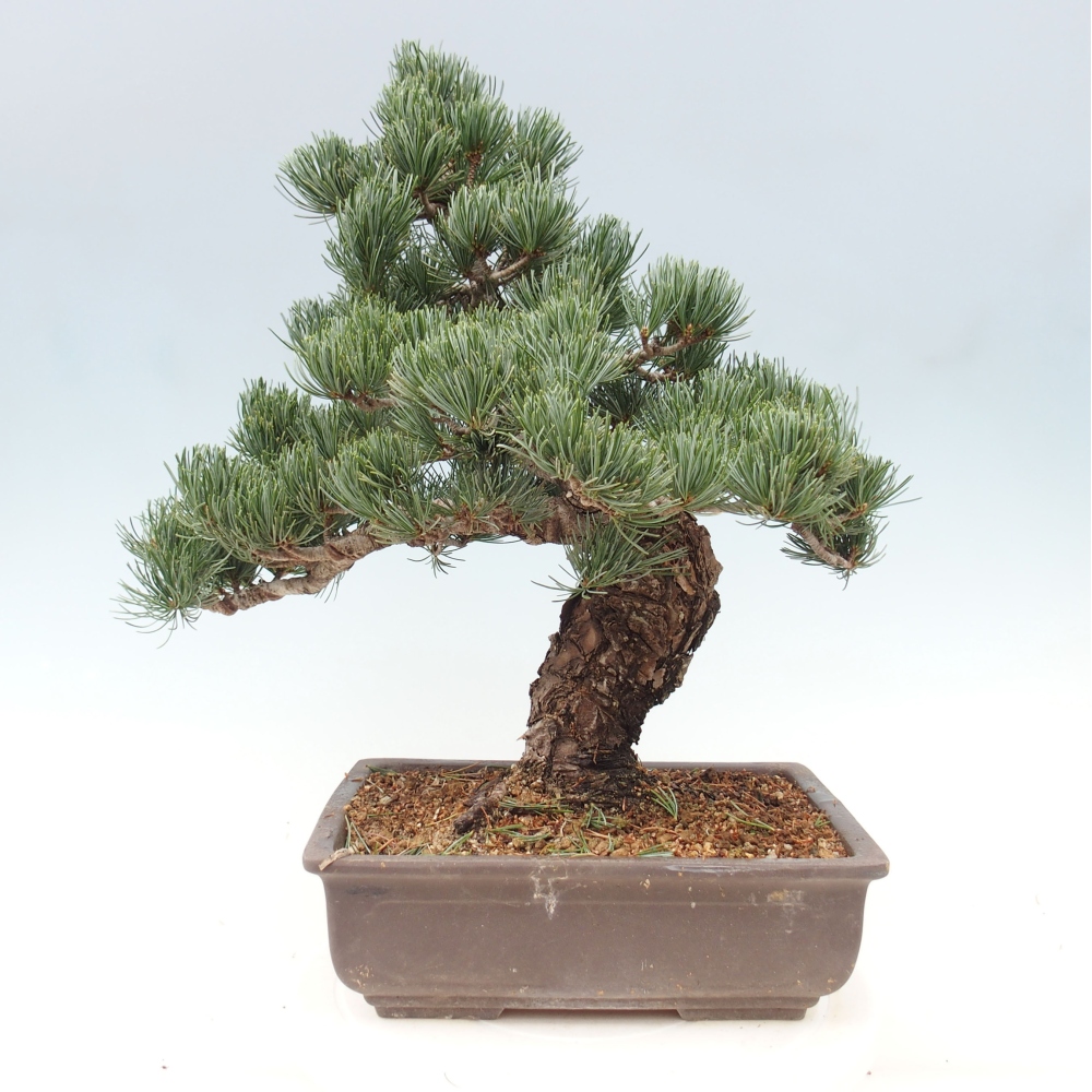 Outdoor bonsai - Pinus parviflora - Mała sosna