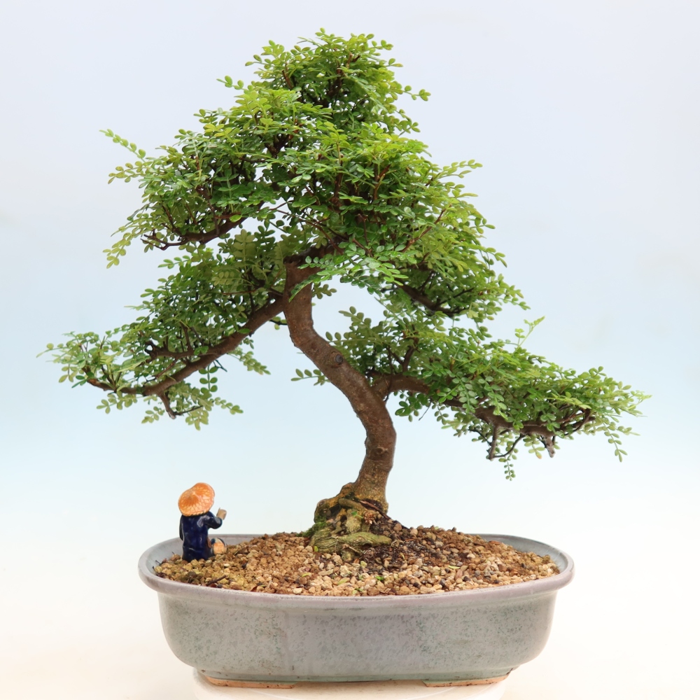 Pokój bonsai - Zantoxylum piperitum - drzewo pieprzowe