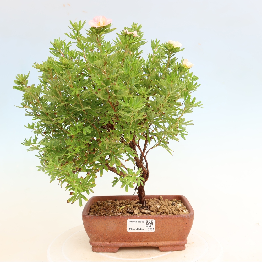 Bonsai ogrodowe – Potentilla fruticosa – Potentila fruticosa Bellissima