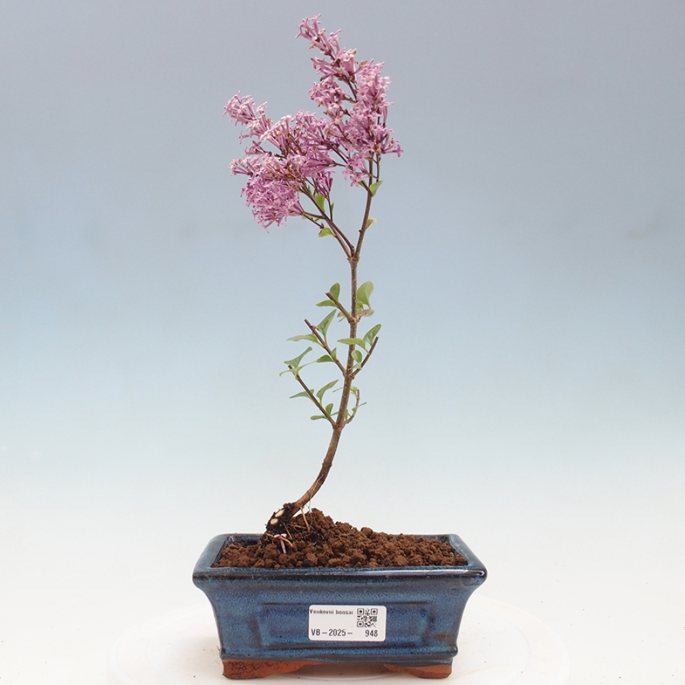 Bonsai zewnętrzne - Syringa Meyeri Palibin - Liliowy Meyera