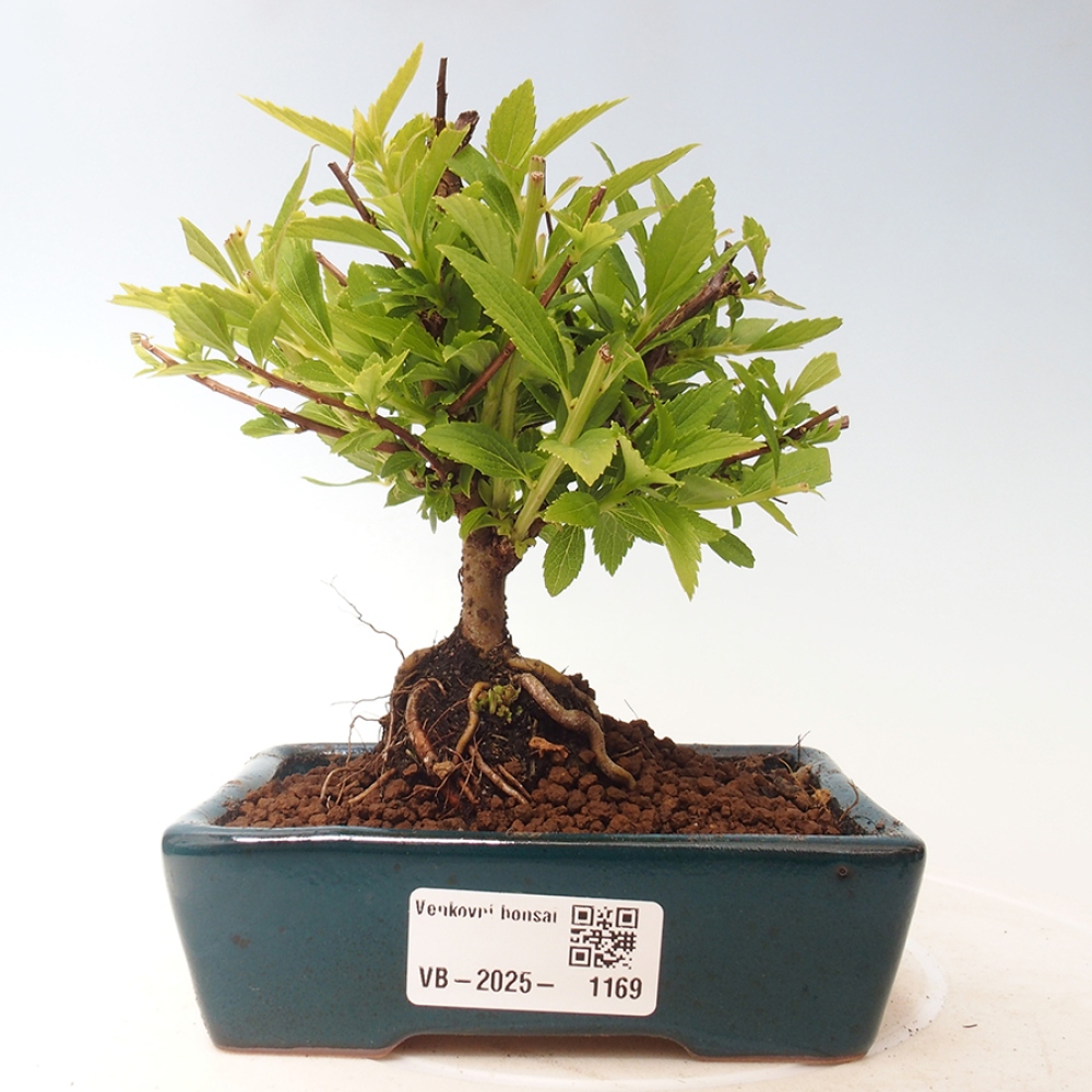 Outdoor bonsai - Spirea japonica GENPSI