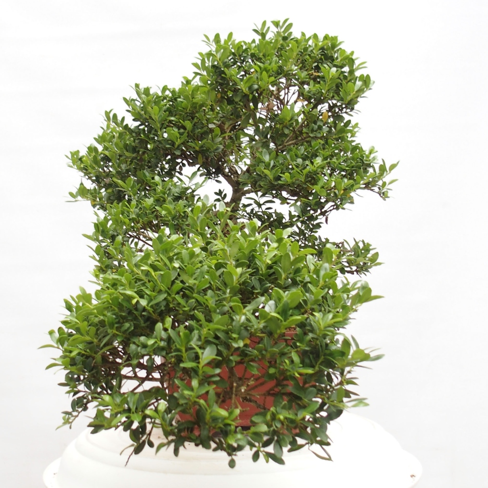 Kryty bonsai - Ilex crenata - Holly
