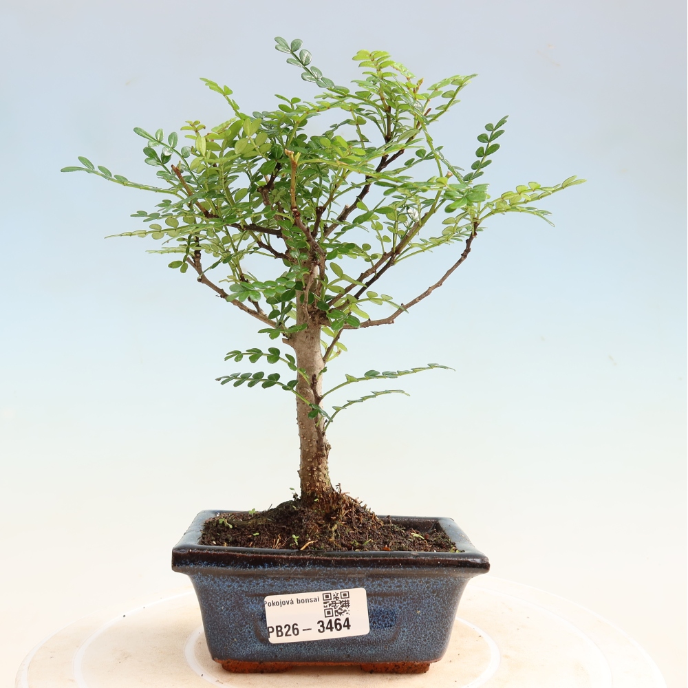 Pokój bonsai - Zantoxylum piperitum - drzewo pieprzowe